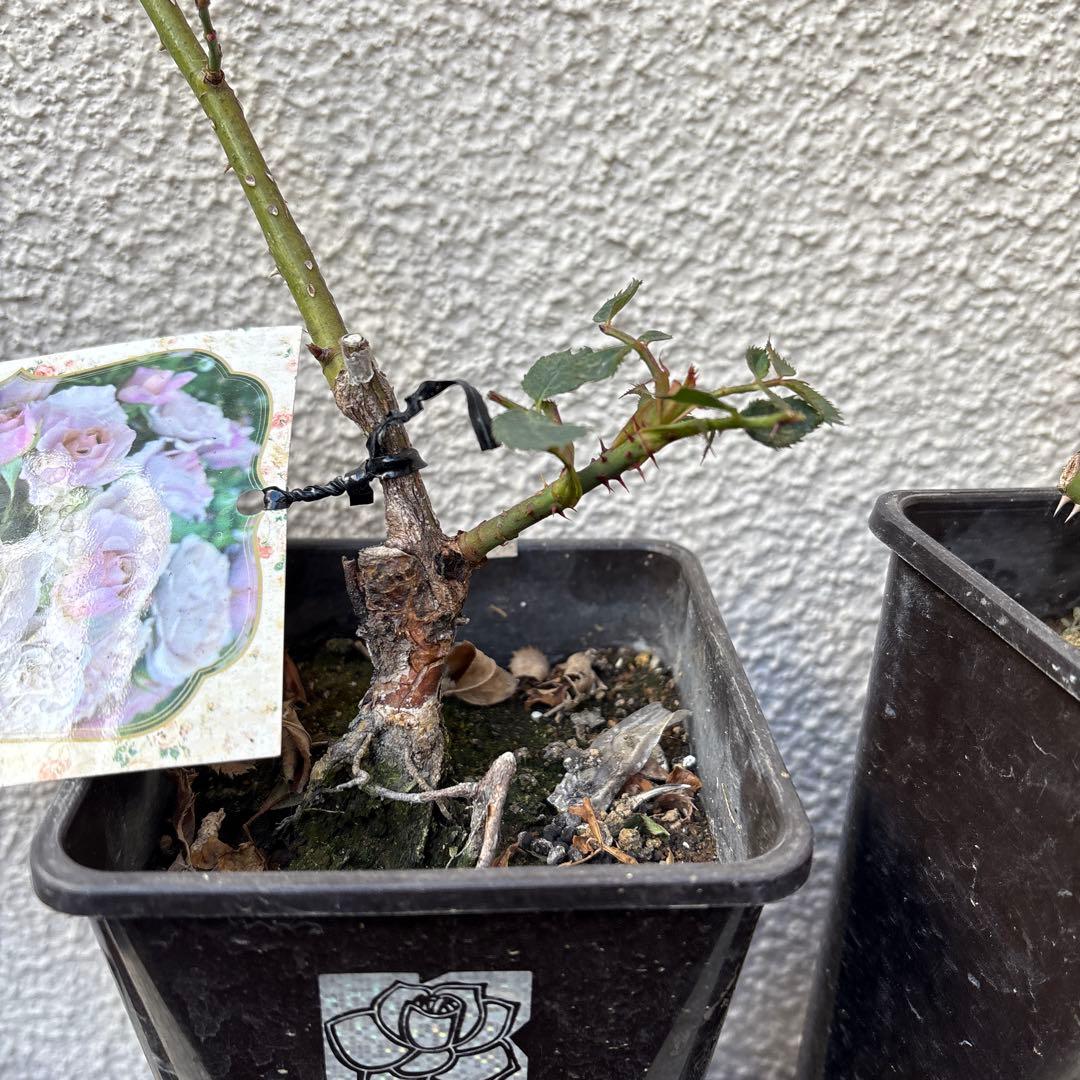 バラ苗　ラヴァンド・ラルム&カフェ・モカ　2苗セットプラ鉢ごとゆうゆうメルカリ便