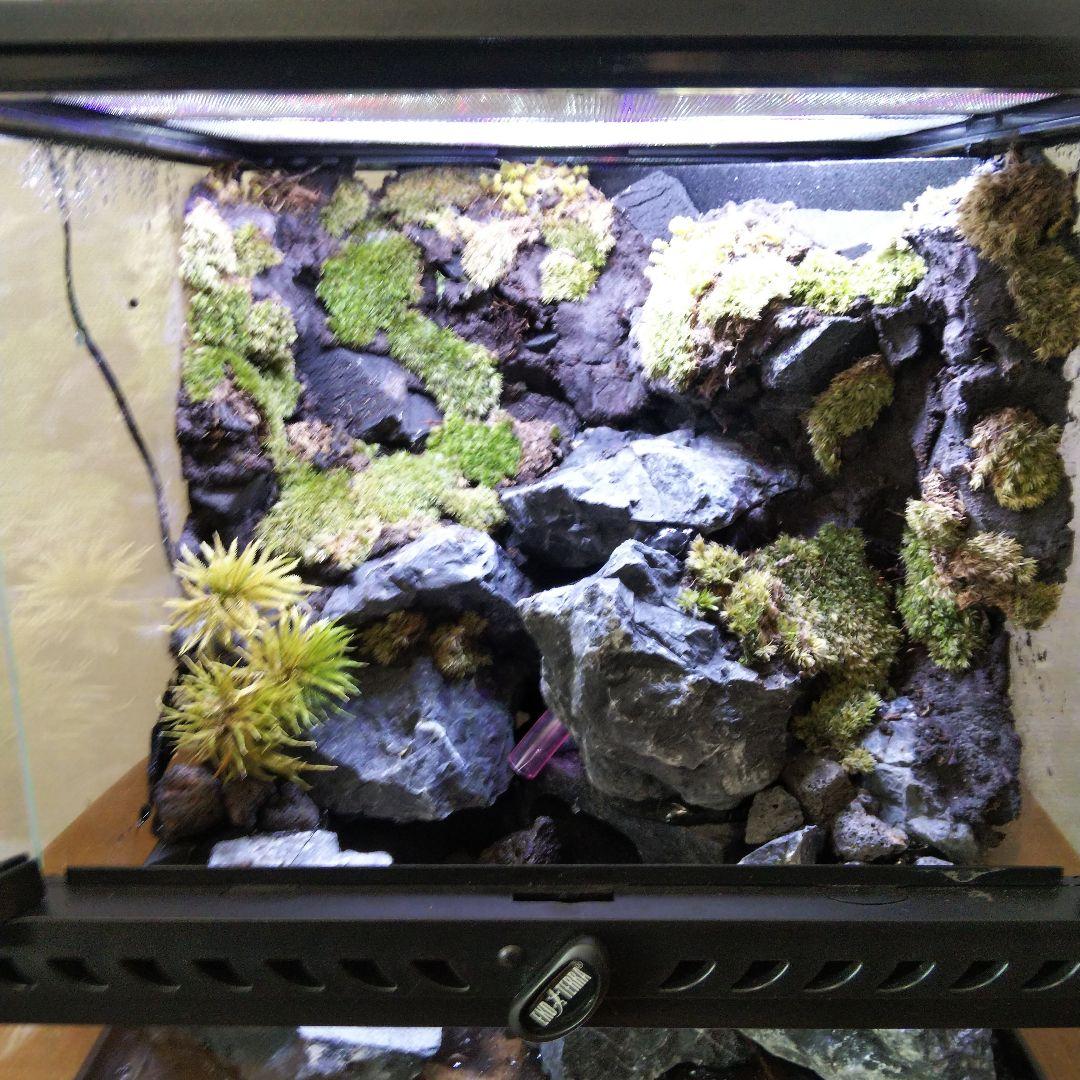 【受注生産】イモリウム　アクアテラリウム グラステラリウム