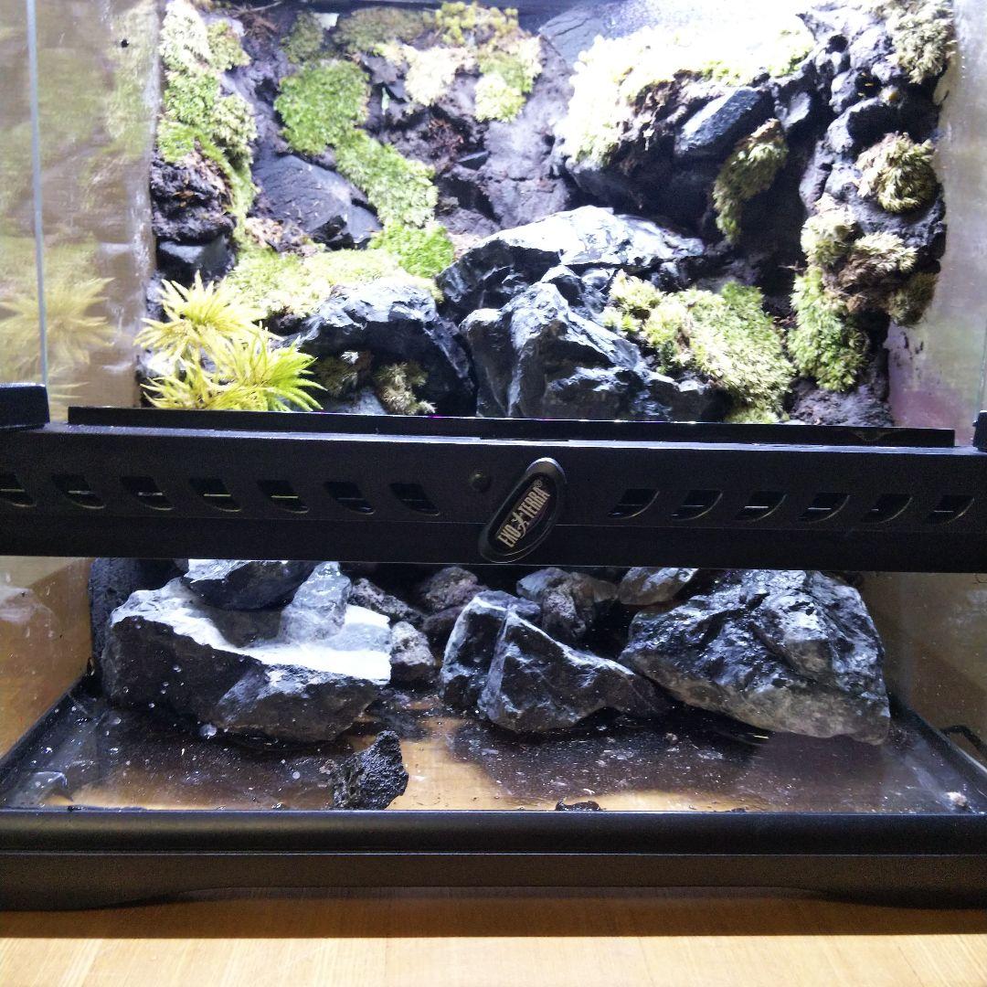 【受注生産】イモリウム　アクアテラリウム グラステラリウム