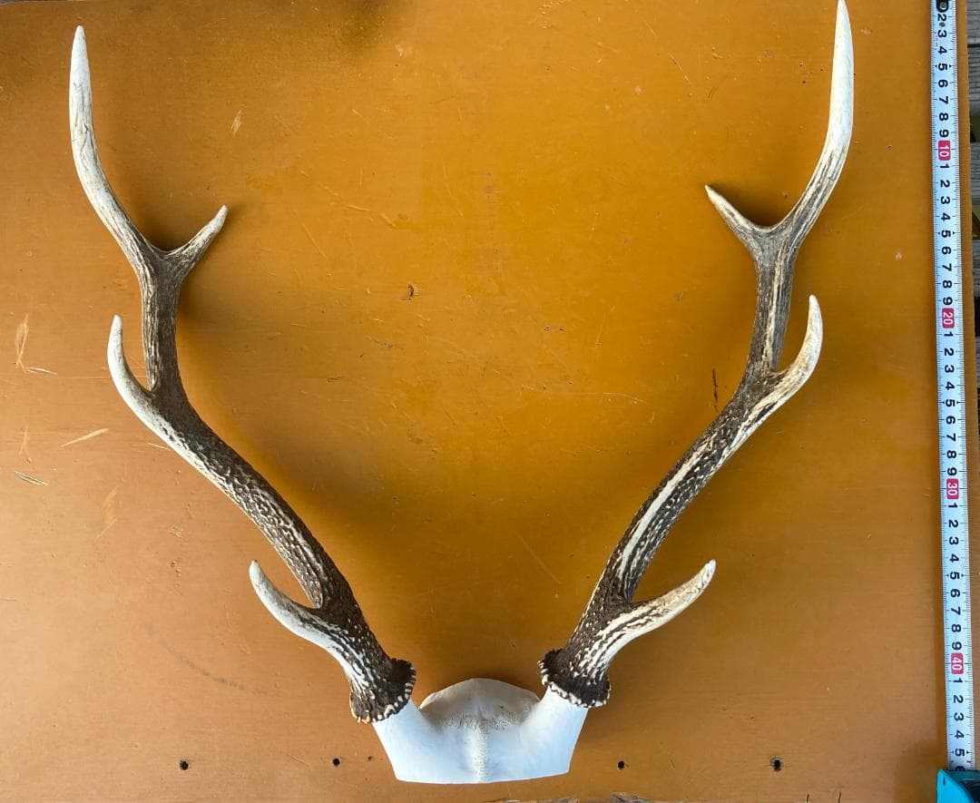 鹿の角 ニホンジカ ２個セット　関東産