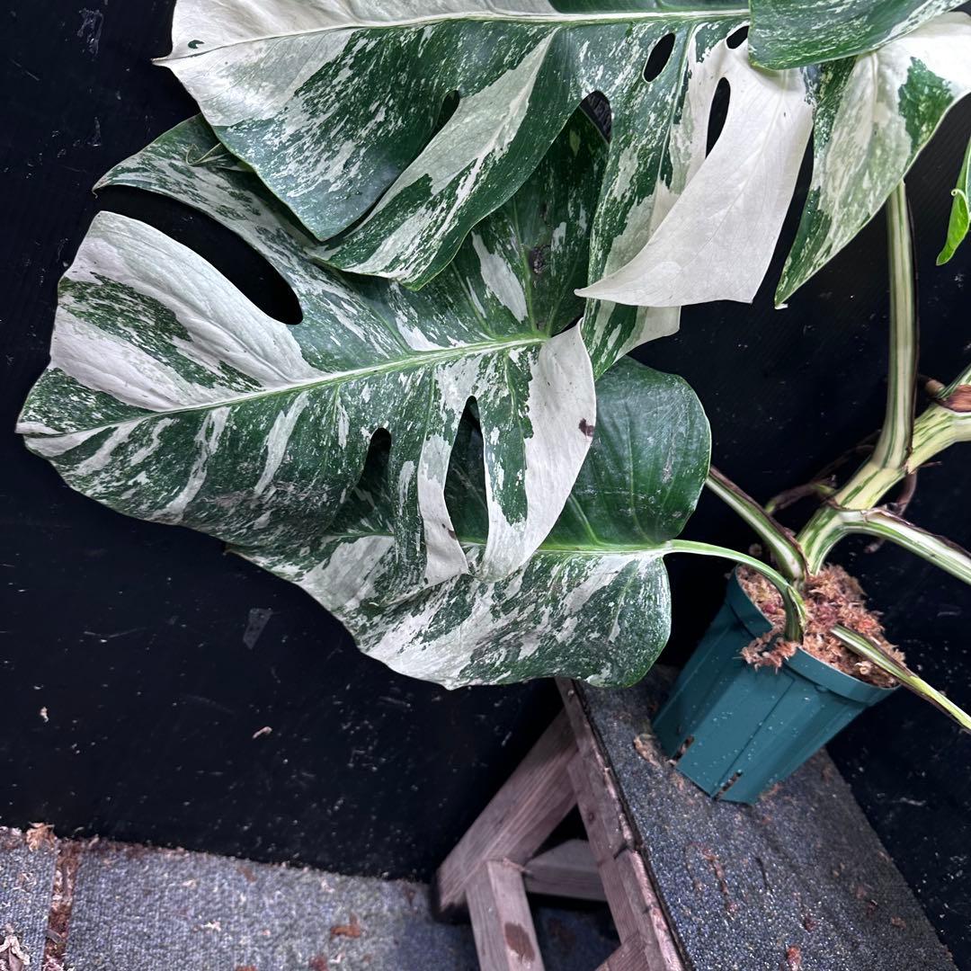 す*る様 斑入りモンステラ ホワイトタイガー極美大株74cm白斑多