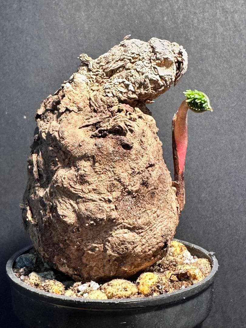 半*ー様 エリオスペルマムムルチフィダムEriospermum multifid