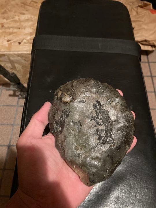 北海道　中頓別　アンモナイト　化石　/クリスマス　恐竜　三葉虫　アウトドア