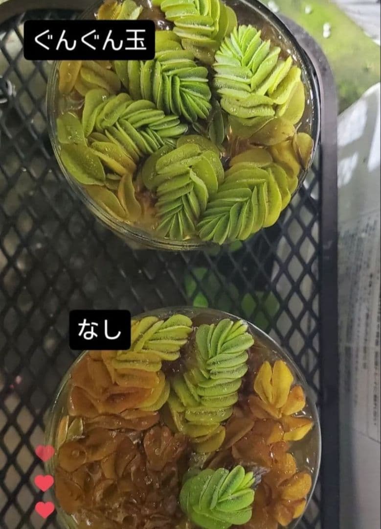 1㎏限定5セットのみ　奇跡の天然鉱石「ぐんぐん玉」観葉植物用です。