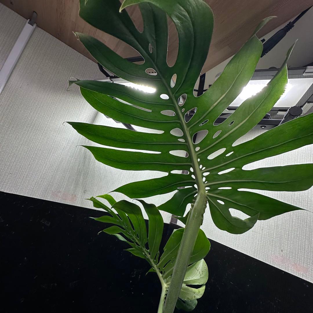 ぱ*！様 モンステラデリシオーサマクロコズム超希少系統鉢植え73㎝