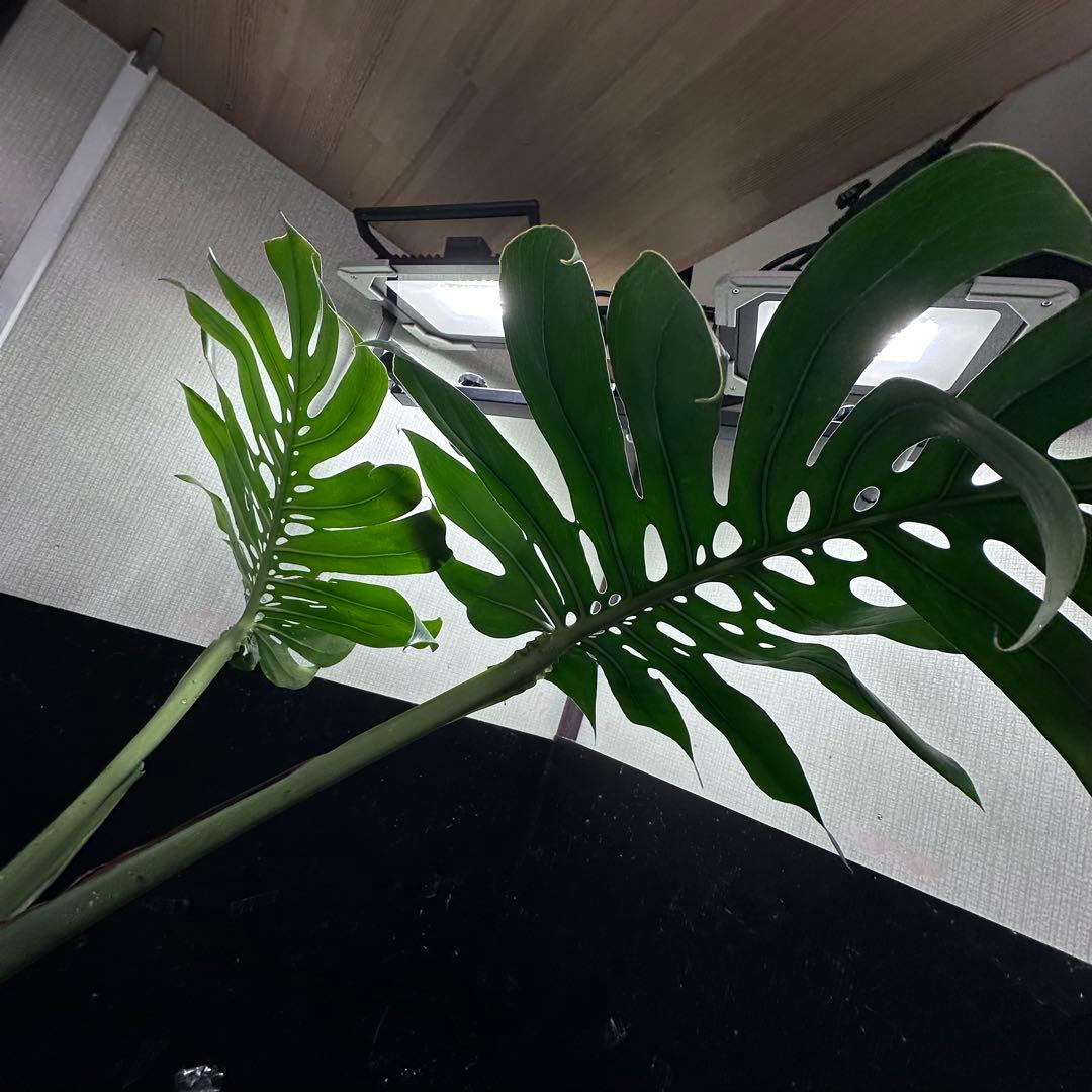 ぱ*！様 モンステラデリシオーサマクロコズム超希少系統鉢植え73㎝