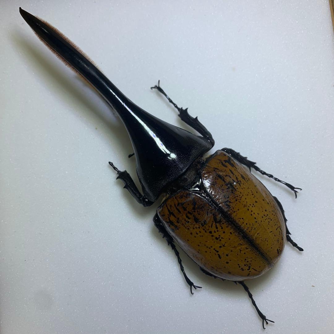 【標本】ヘラクレスエクアトリアヌス　飼育品♂140mm/ヘラクレスオオカブト