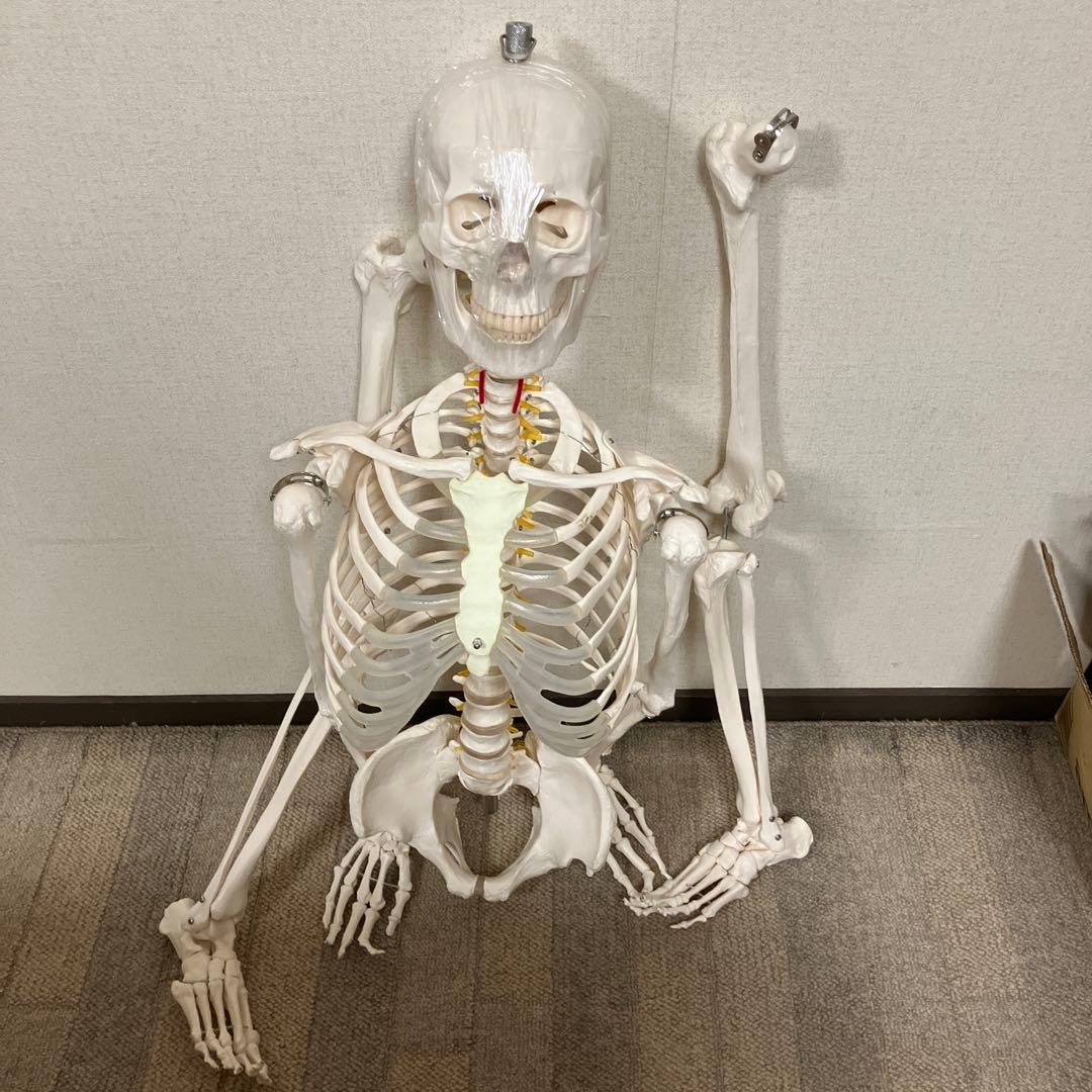 人体骨格模型