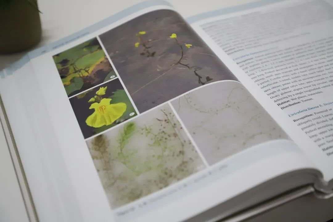 Aquatic Plants of China、中国水生植物図鑑