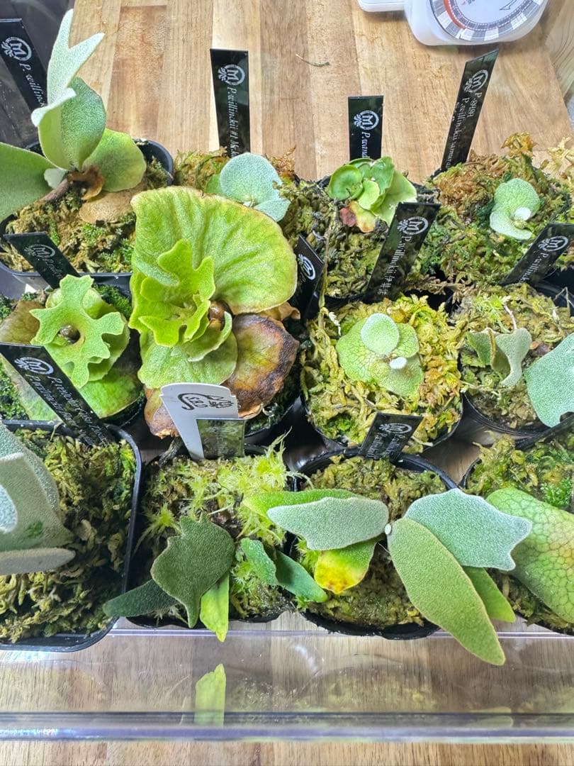 dwarf 15種　ビカクシダ　1月3日でけします。