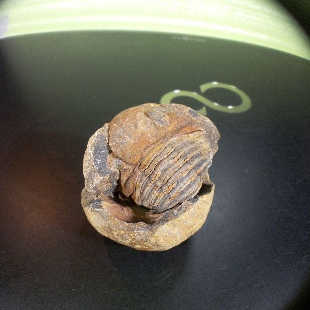 三葉虫　化石　fossil　海　ボリビア産　trilobite　ボリビア化石郡②