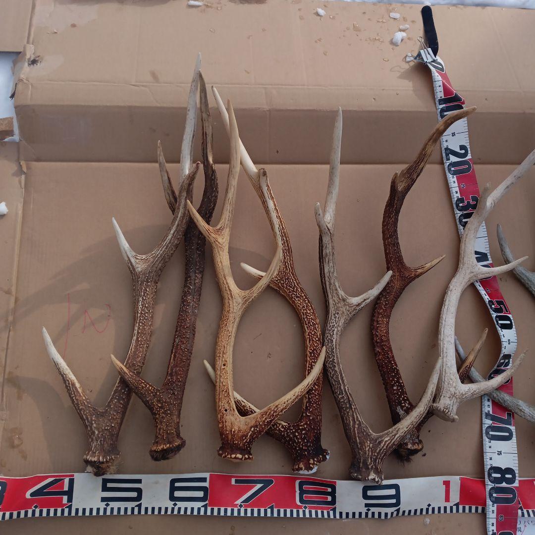 S*i様 天然蝦夷鹿の角、犬用おもちゃ 工芸品などに ５番