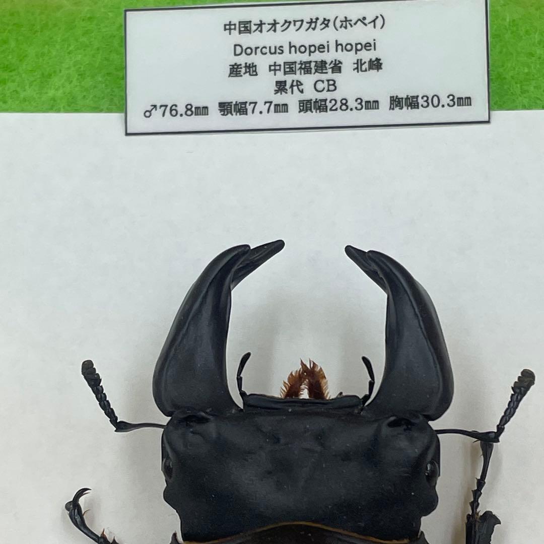 ✴︎ オオクワガタ　ポペイ　最強個体 顎幅7.7㎜　✴︎