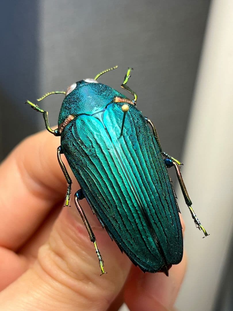 【極美碧】レスプレンデンスオウサマカドアカタマムシ 昆虫標本 スハンダエ