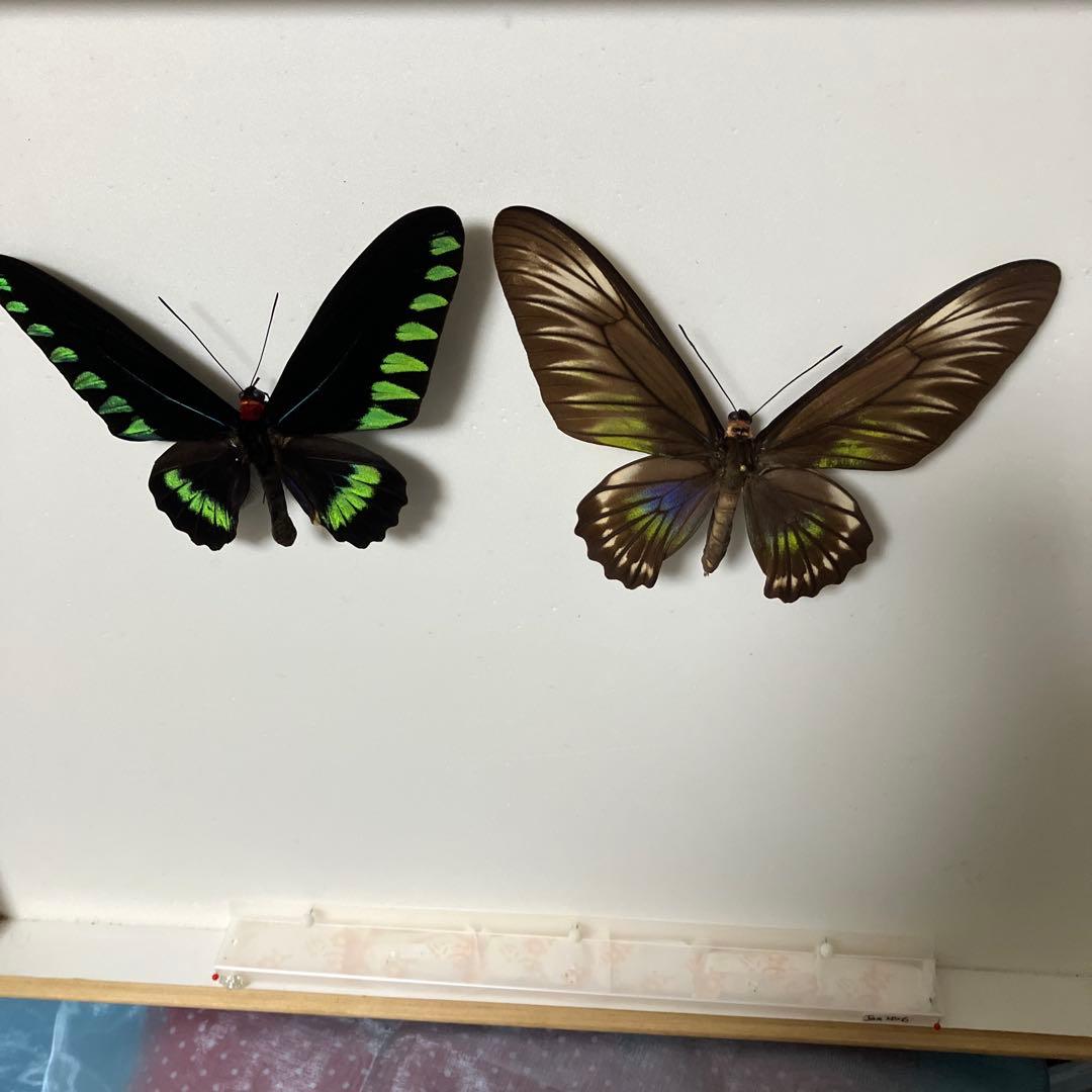 パラワンアカエリトリバネアゲハ♂♀