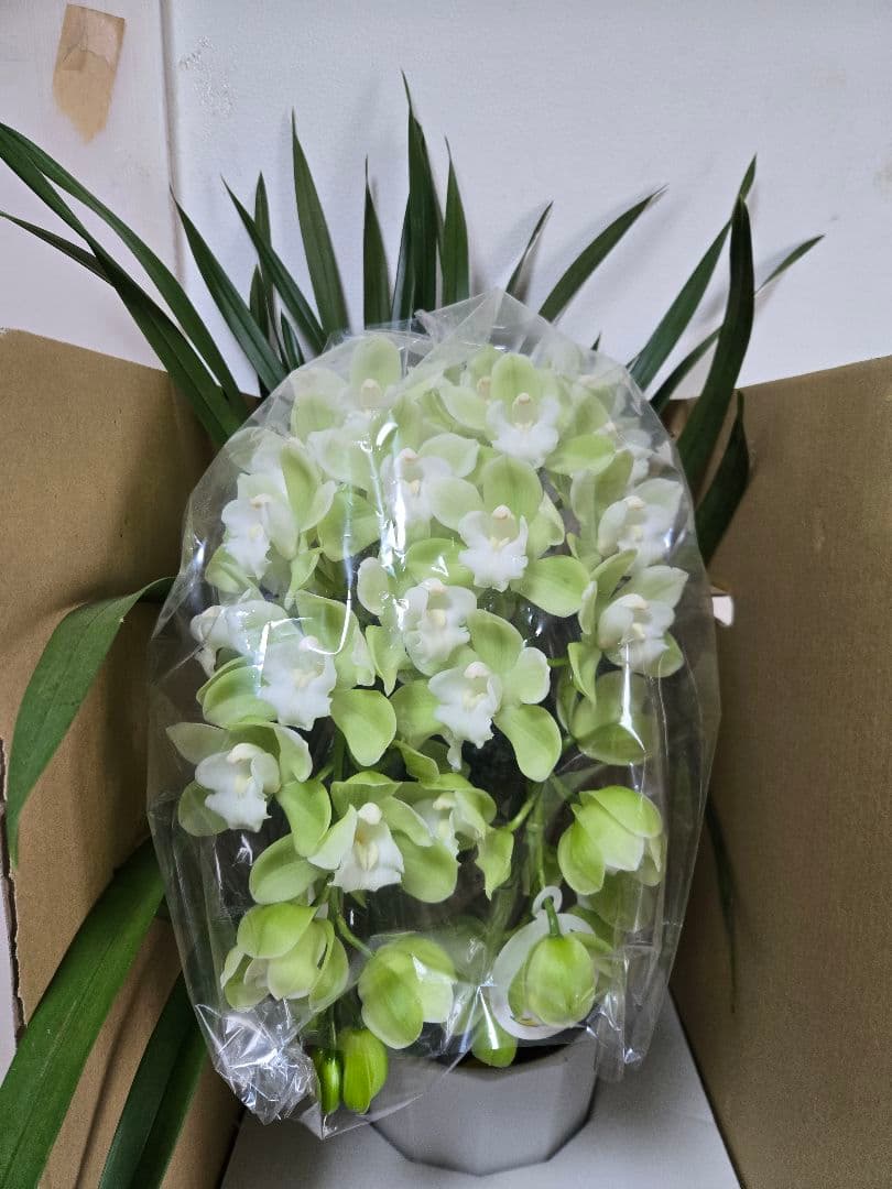 ☆シンビジューム☆リトルガール’スペースシティ’☆アーチ型☆陶器7号鉢☆2F☆