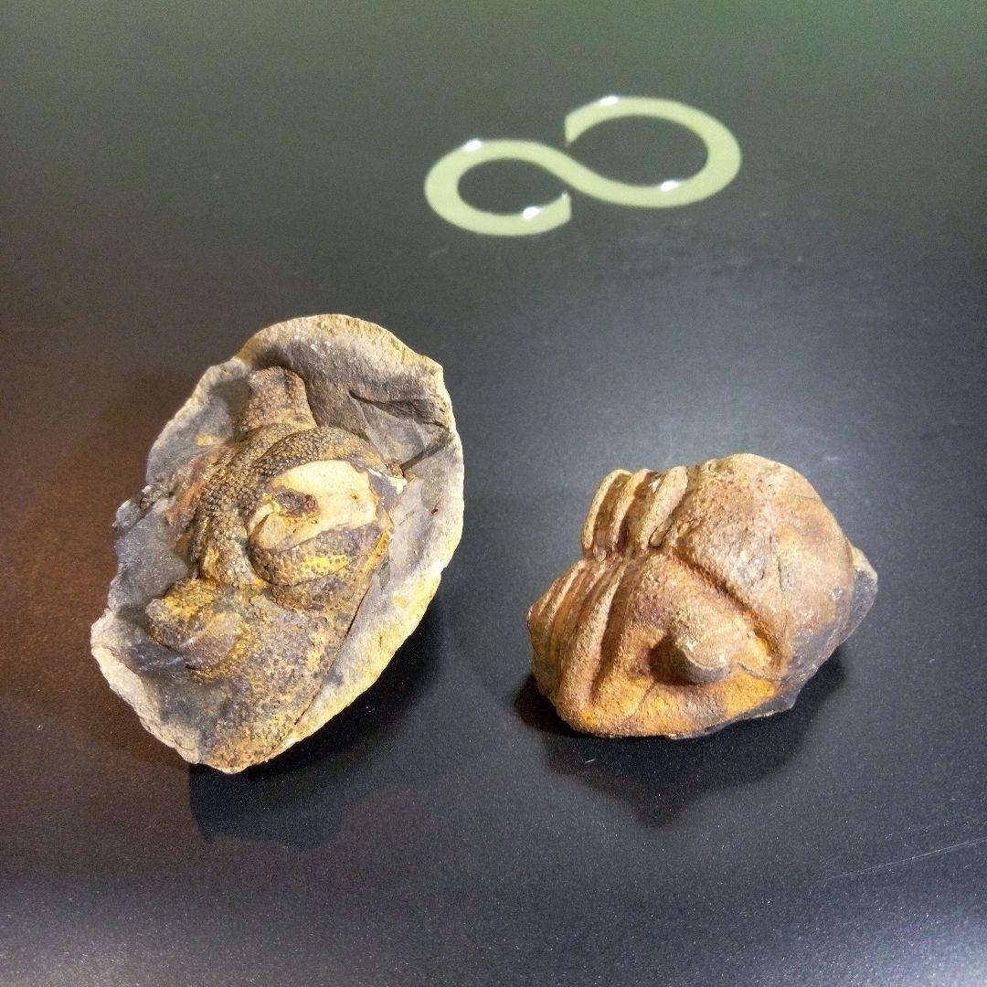 三葉虫　化石　fossil　ボリビア産　レア　Fossil判別⑩　２個セット