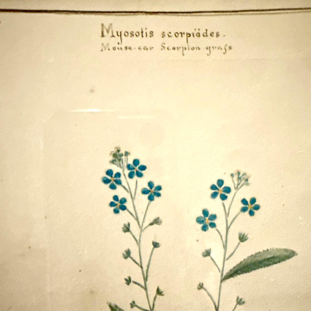 植物画 金色フレーム付き アンティーク