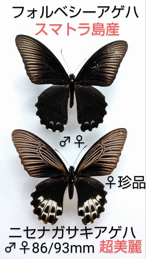 最終価格‼️フォルベシーアゲハ♂♀標本★スマトラ島産★ニセナガサキ・ 美麗♀稀