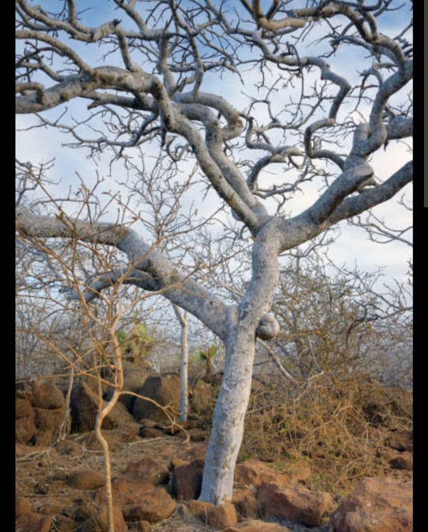 天然お香木インセンス最高級エクアドル産パロサント100本説明書付き浄化ＡＡＡ