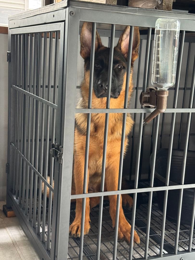 BingoPaw ペットケージXL size