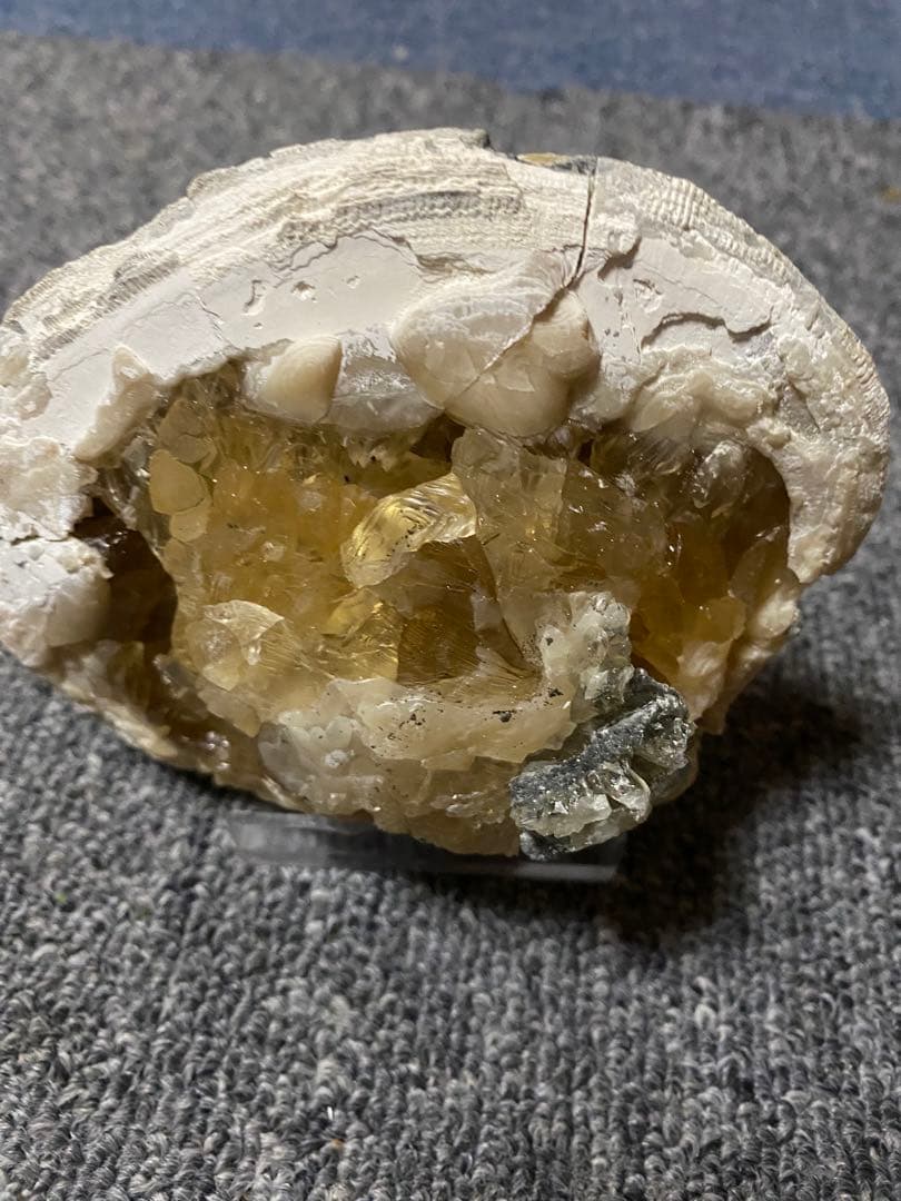 中身が結晶化した貝の化石