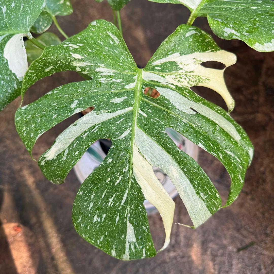 【特大極上苗】モンステラ タイコンステレーション クリームブリュレ 6号 鉢付き