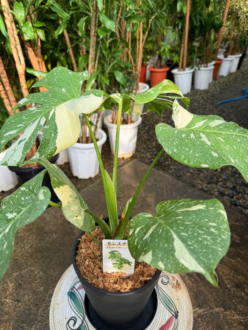 【特大極上苗】モンステラ タイコンステレーション クリームブリュレ 6号 鉢付き