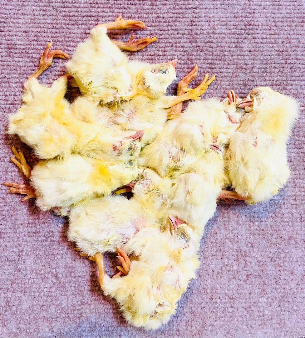 【リピート購入で＋10羽】 送料無料 国産 新鮮安全 冷凍ひよこ 300羽