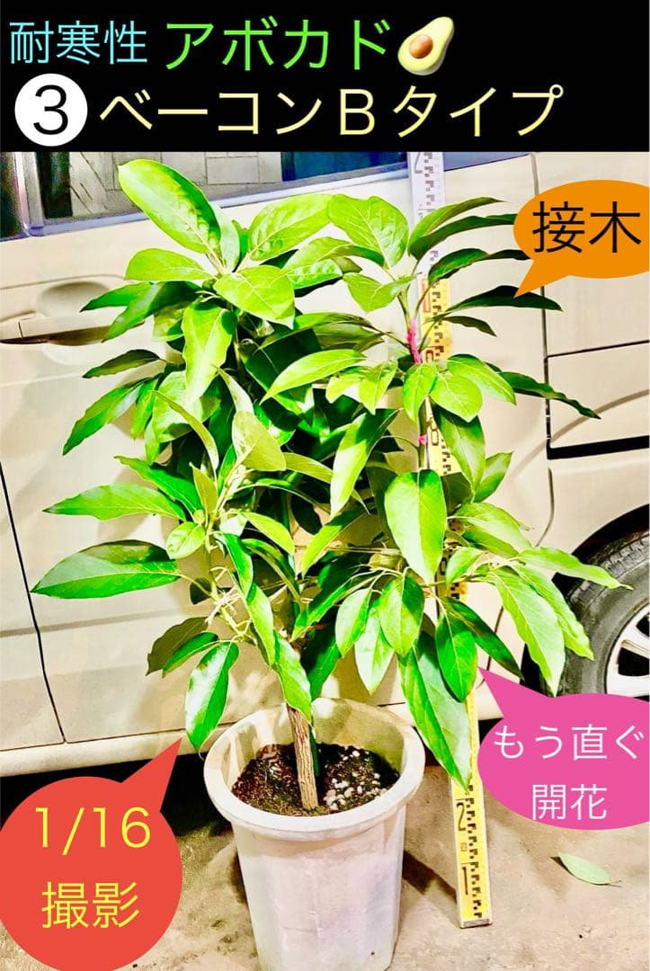アボカド苗木 Bタイプ ❸ベーコン接木