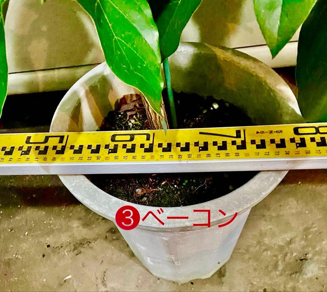 アボカド苗木 Bタイプ ❸ベーコン接木