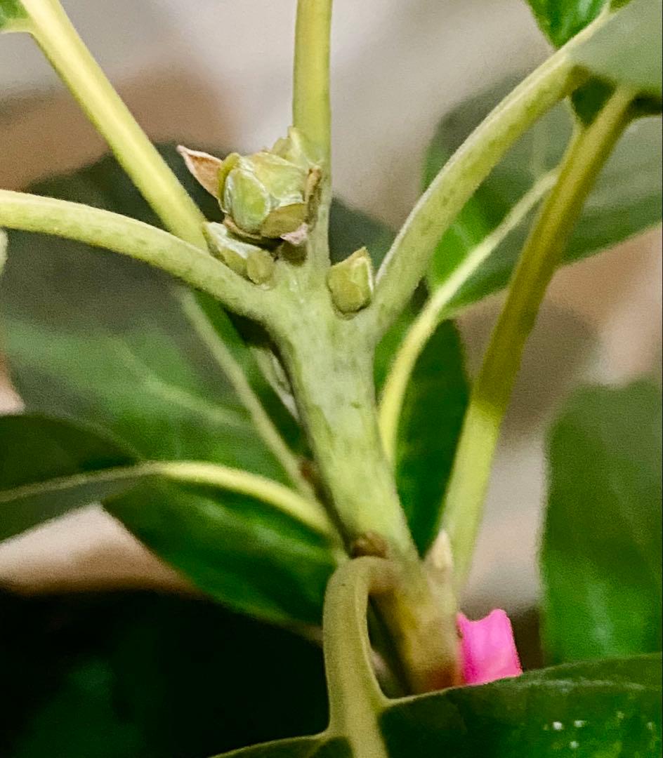 アボカド苗木 Bタイプ ❸ベーコン接木