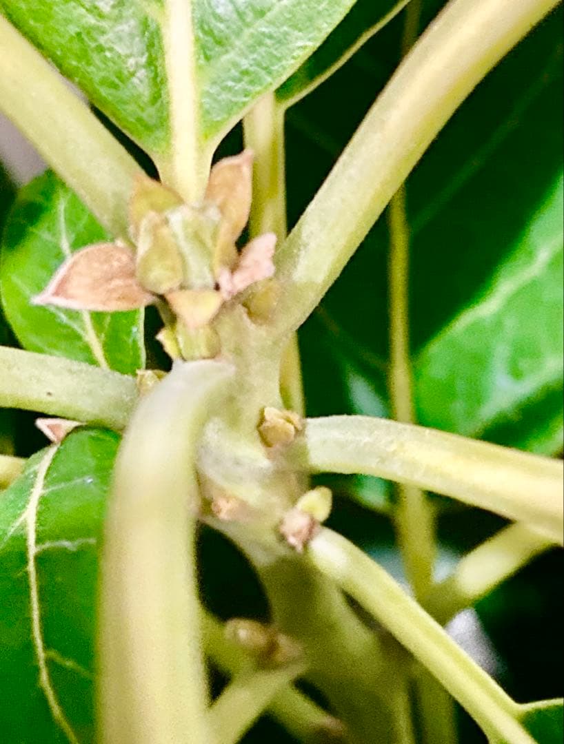 アボカド苗木 Bタイプ ❸ベーコン接木