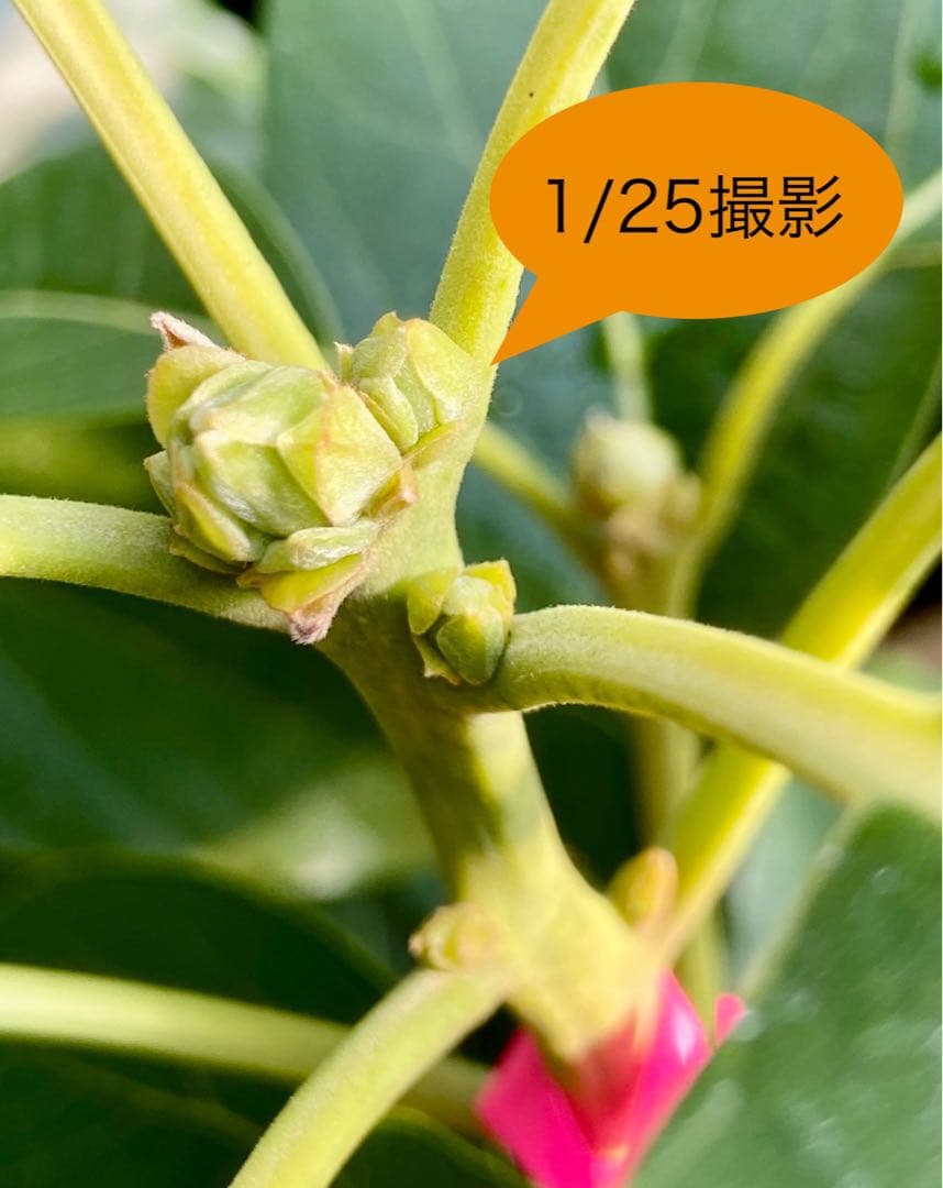 アボカド苗木 Bタイプ ❸ベーコン接木