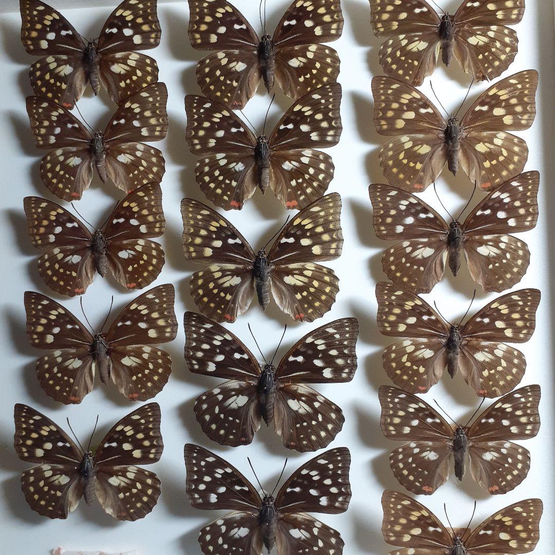 蝶標本　オオムラサキ　♂️♀60頭。大型ドイツ標本箱二箱入りセット