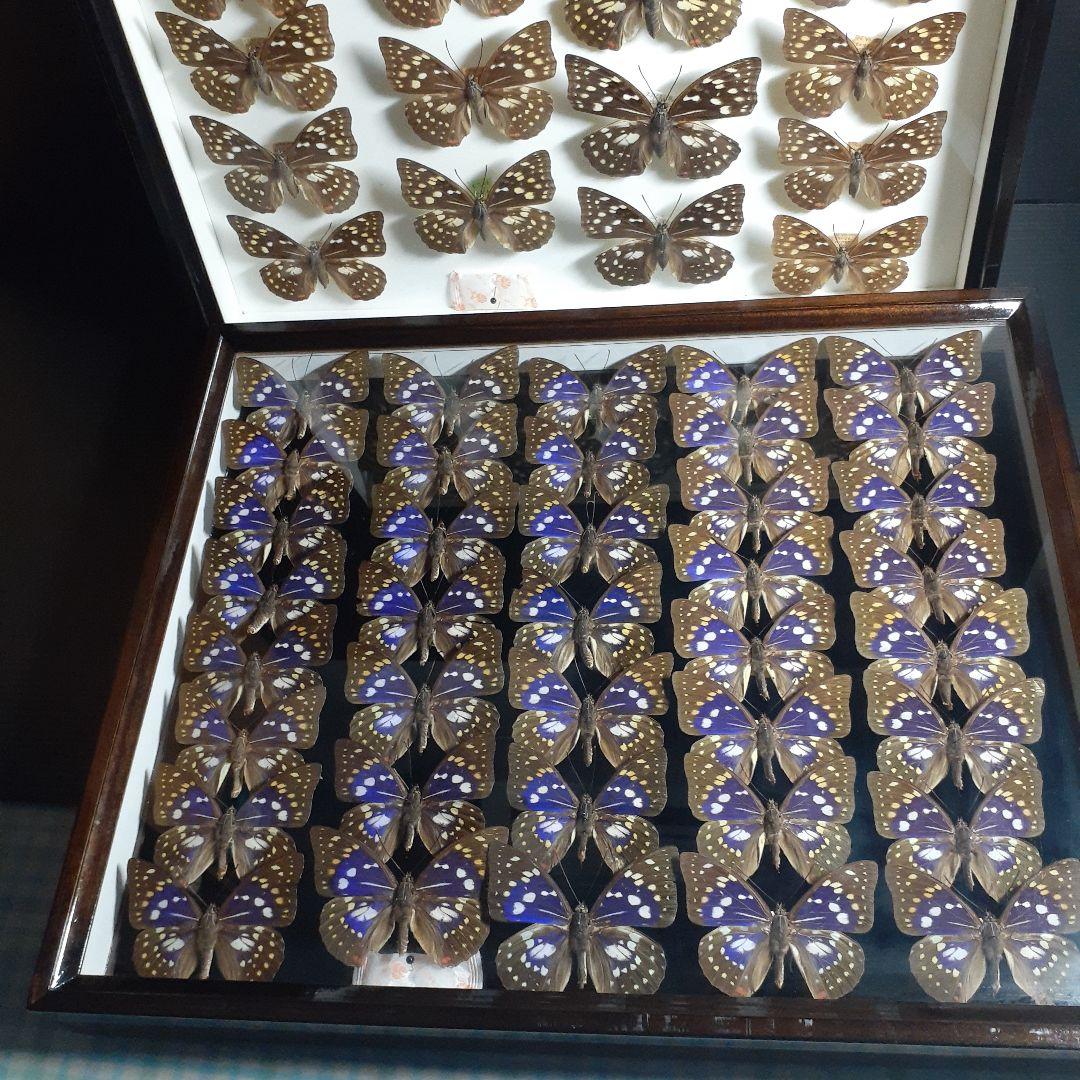 蝶標本　オオムラサキ　♂️♀60頭。大型ドイツ標本箱二箱入りセット
