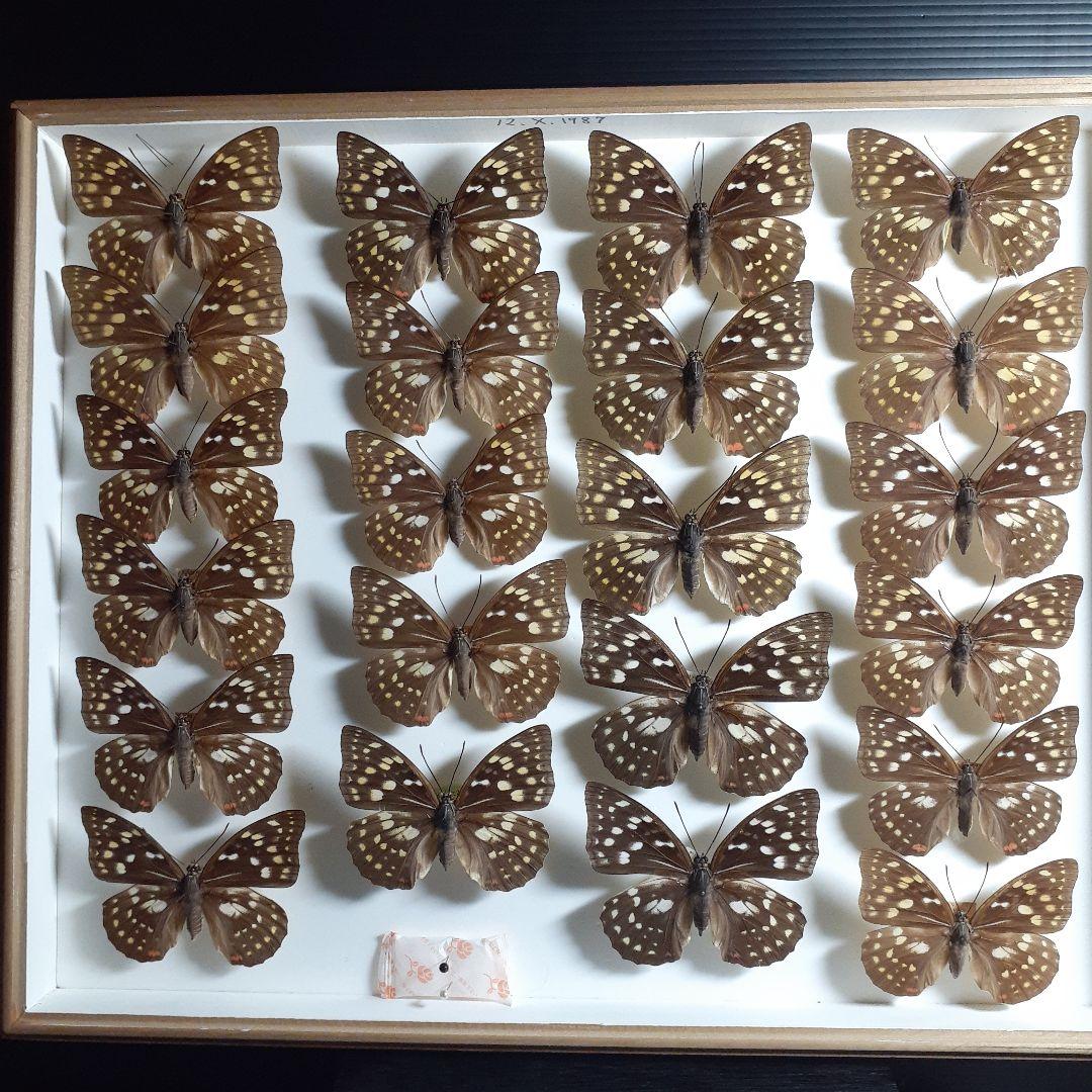 蝶標本　オオムラサキ　♂️♀60頭。大型ドイツ標本箱二箱入りセット