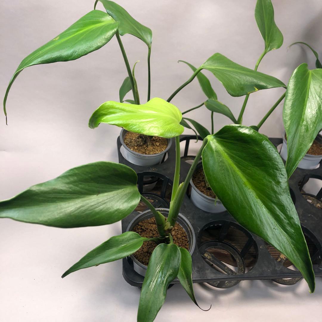 お*ぶ様 5株セットms56モンステラ バールマルクスフレーム