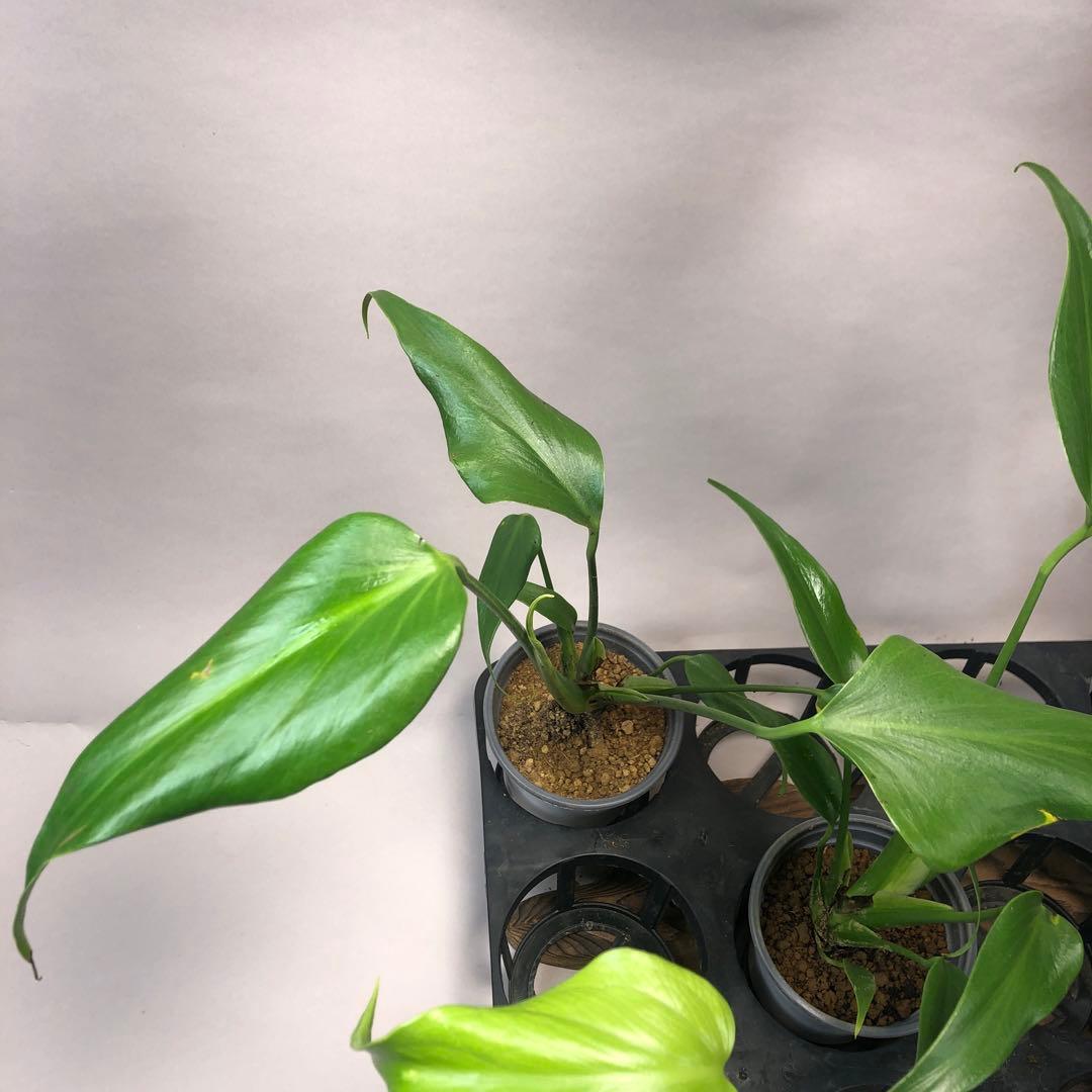 お*ぶ様 5株セットms56モンステラ バールマルクスフレーム