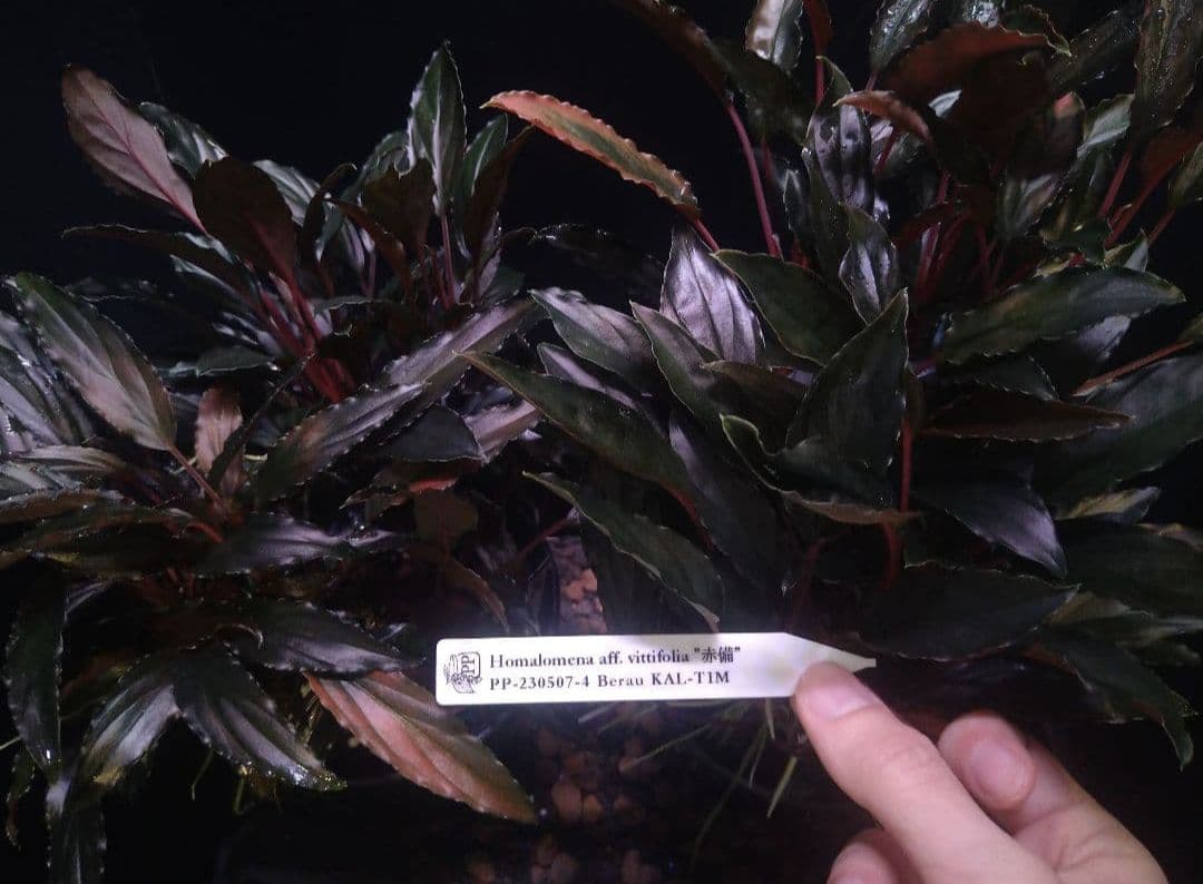 Homalomena aff. vitifolius 赤備 若蛙手