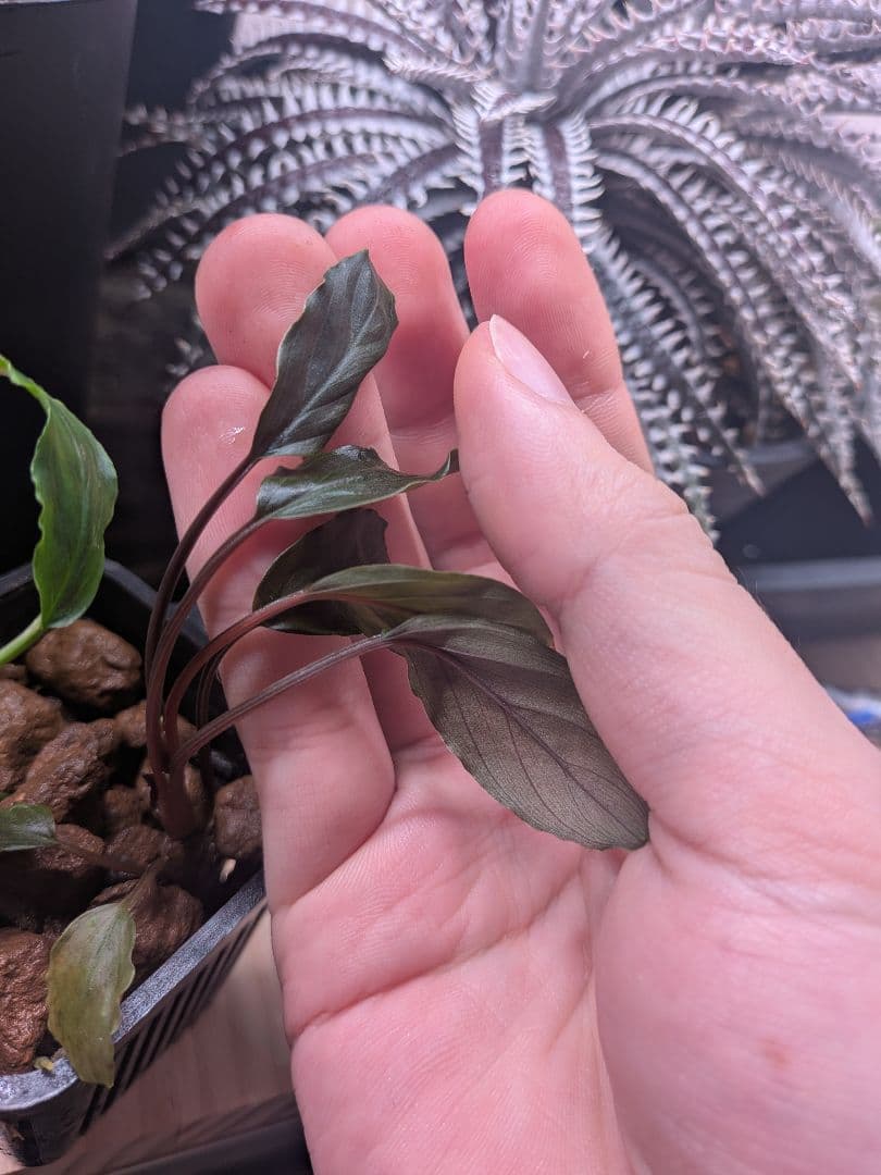 Homalomena aff. vitifolius 赤備 若蛙手