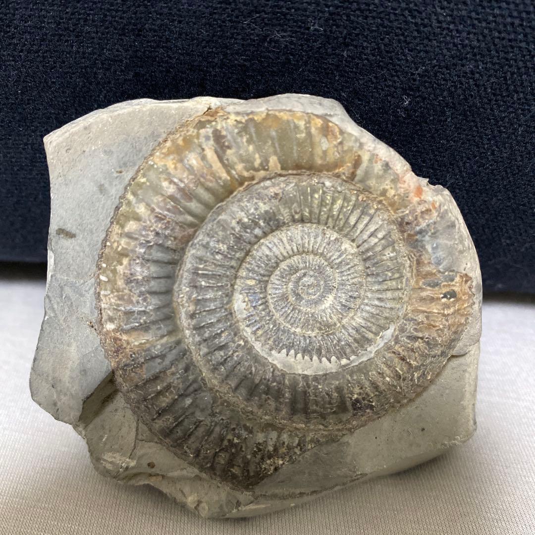 本物　美品　アンモナイト化石 手のひらサイズ