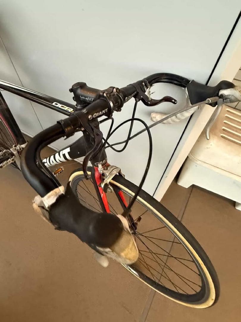 giant ロードバイク