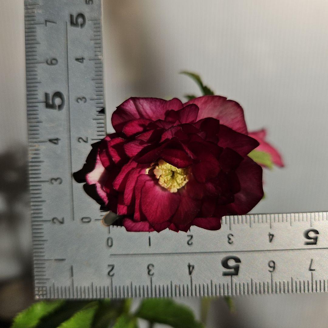 ムック様ご購入苗㉖-114㉖-115クリスマスローズ