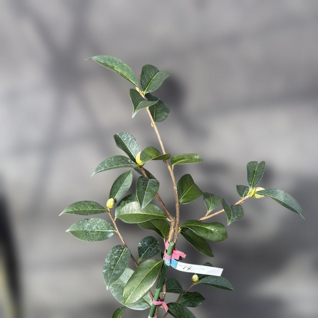 レディ　パーメラ(希少白唐ツバキ)