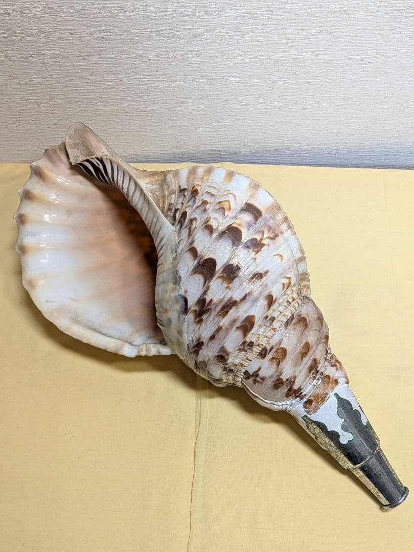 法螺貝　ホラ貝　山伏必需品