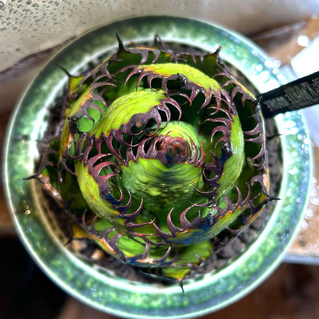 アガベ　陽炎ホリダ　極陽炎　ボールタイプ　ドワーフ　特選S級選抜　発根管理中