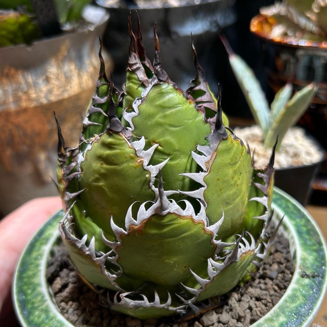 アガベ　陽炎ホリダ　極陽炎　ボールタイプ　ドワーフ　特選S級選抜　発根管理中