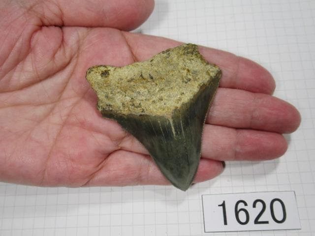 化石 サメの歯　メガロドン　インドネシア　6.5cm　No.1620