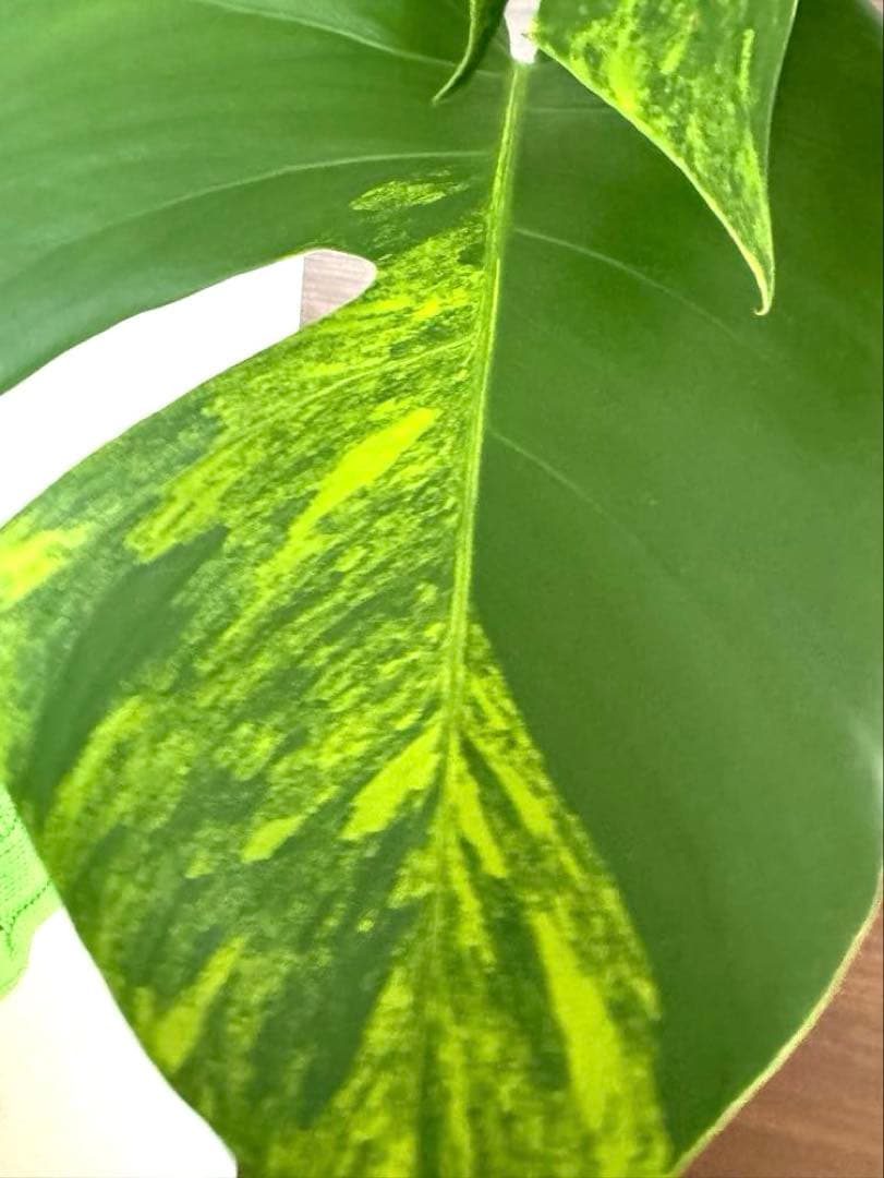 【超希少】モンステラ デリシオーサ イエローマリリン トップカット　黄斑入り